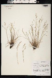 Festuca brachyphylla image