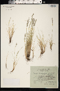Festuca brachyphylla image