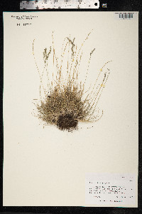 Festuca brachyphylla image