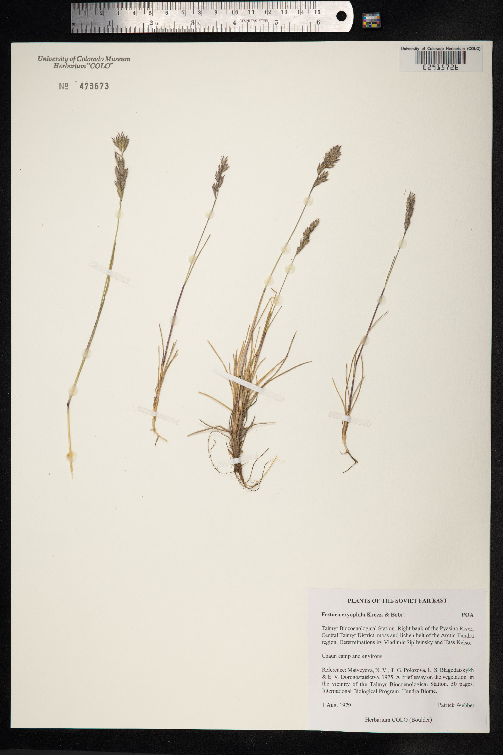 Festuca rubra ssp. arctica image