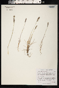 Festuca rubra ssp. arctica image