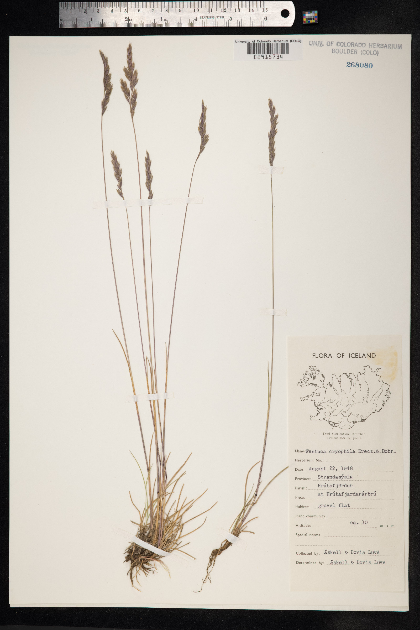 Festuca rubra ssp. arctica image
