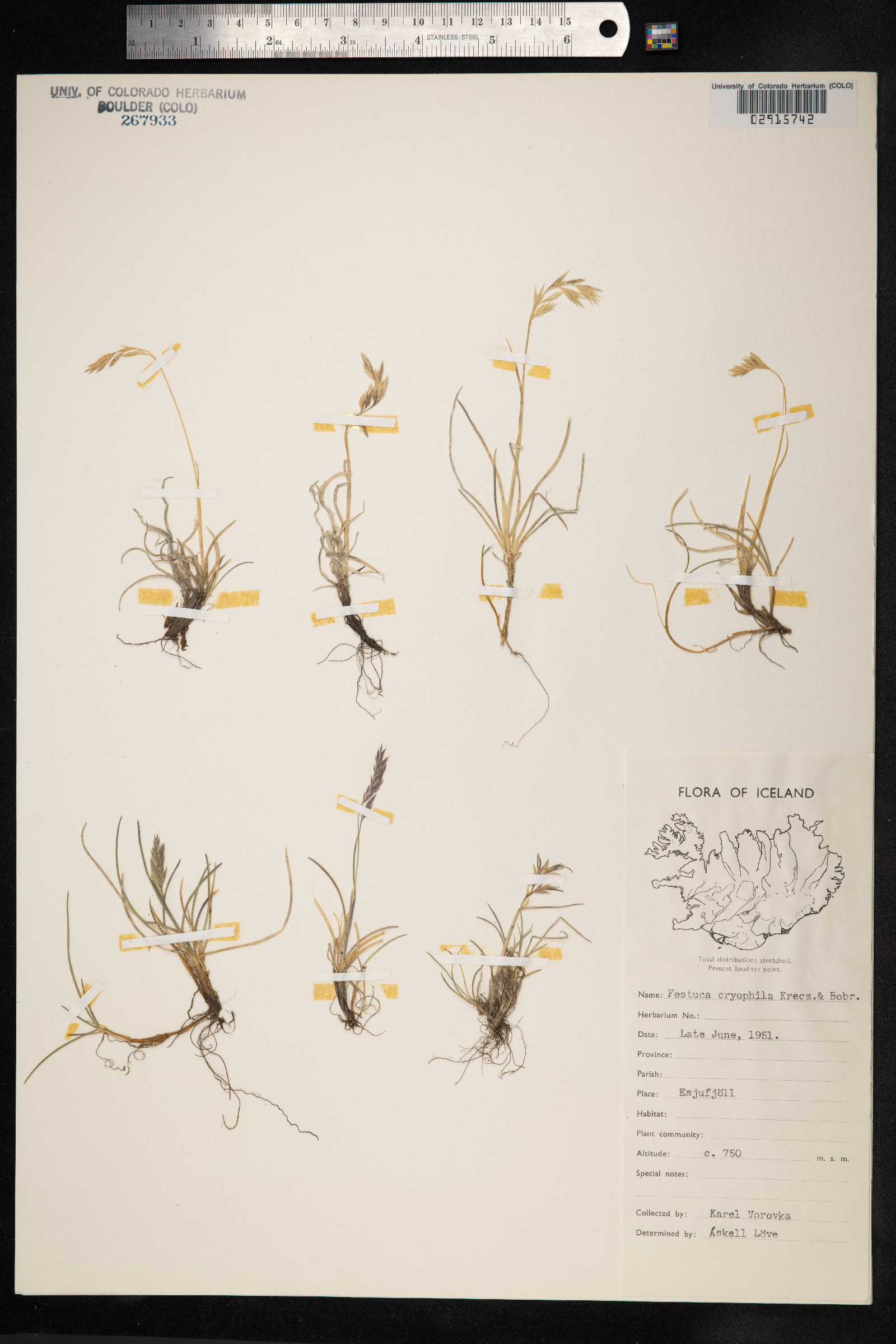 Festuca rubra ssp. arctica image
