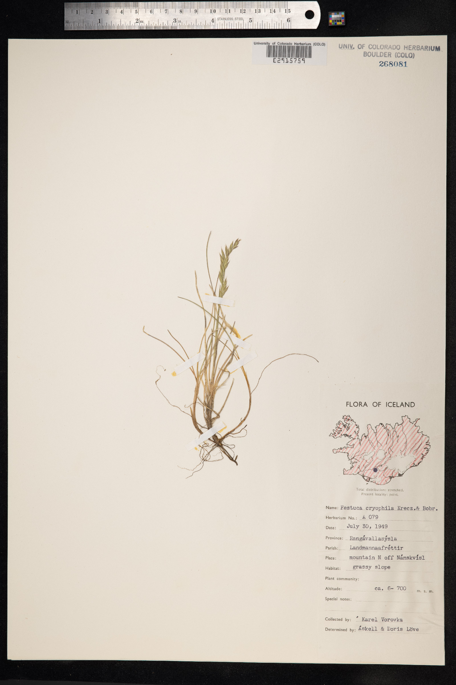Festuca rubra ssp. arctica image