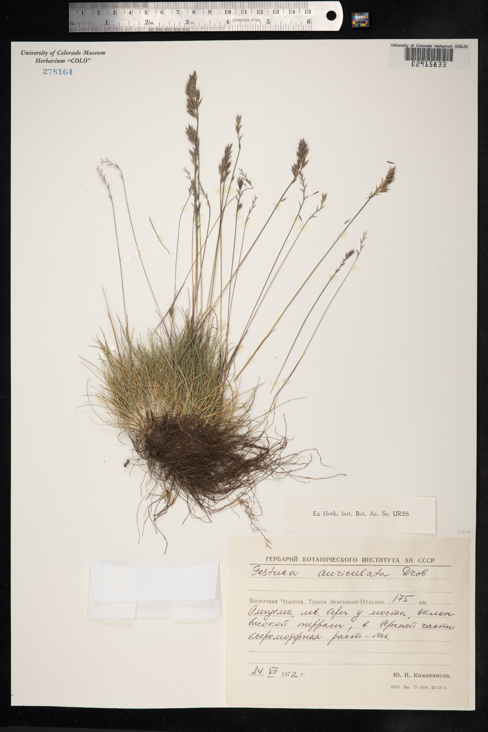 Festuca auriculata image