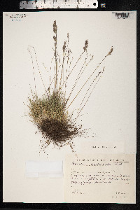 Image of Festuca auriculata
