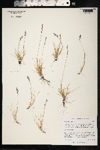 Festuca brachyphylla image