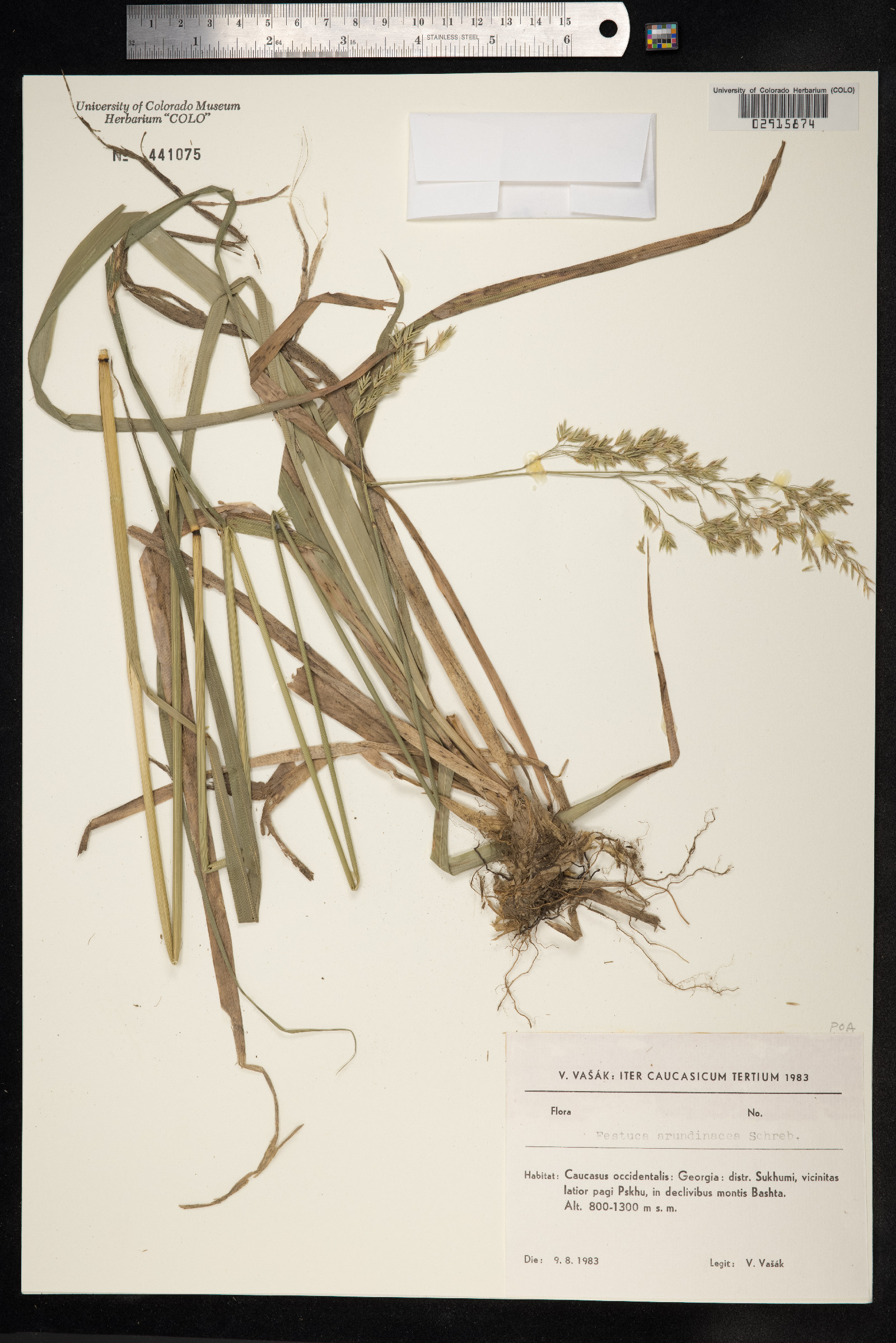 Schedonorus arundinaceus image