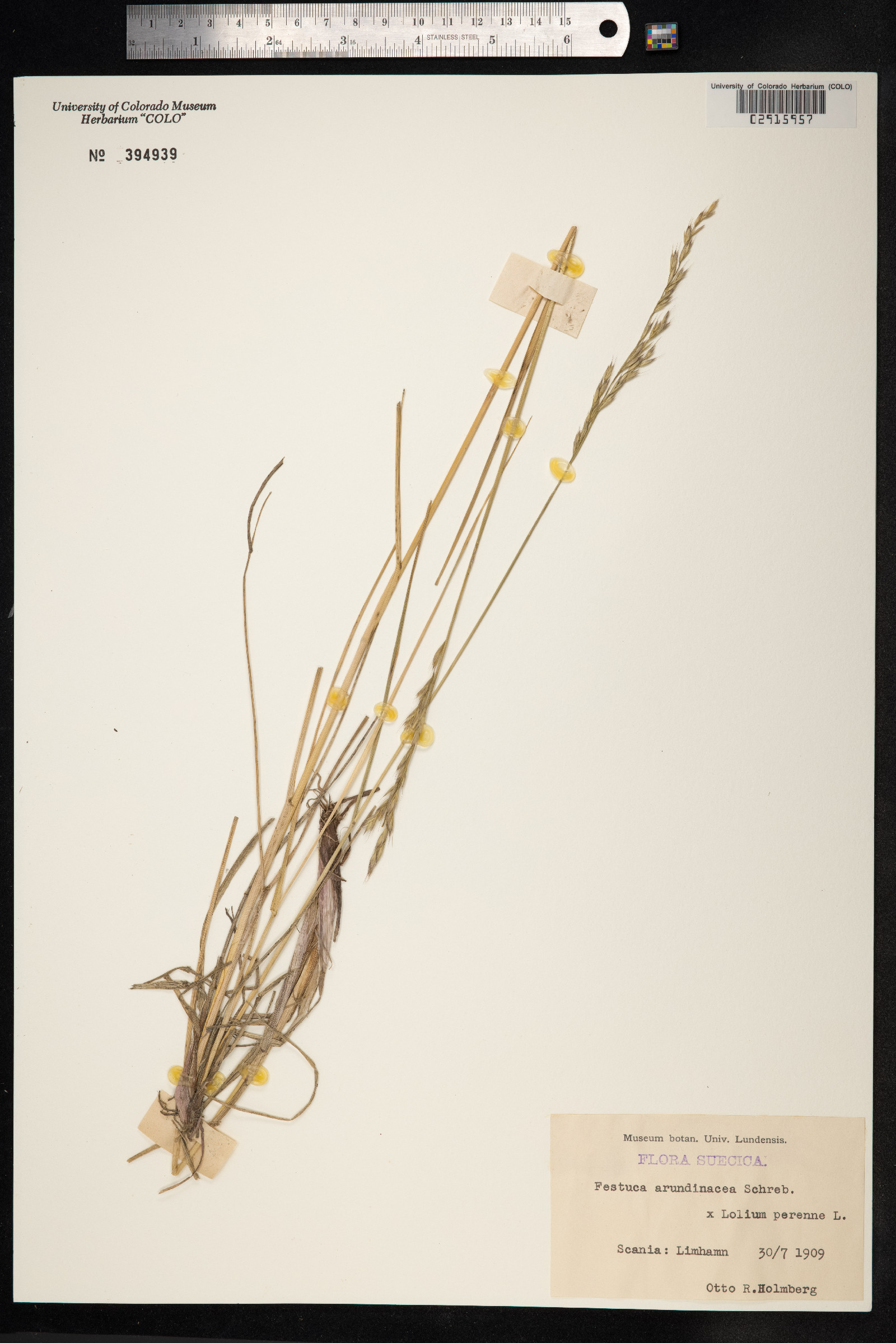 Schedonorus arundinaceus image