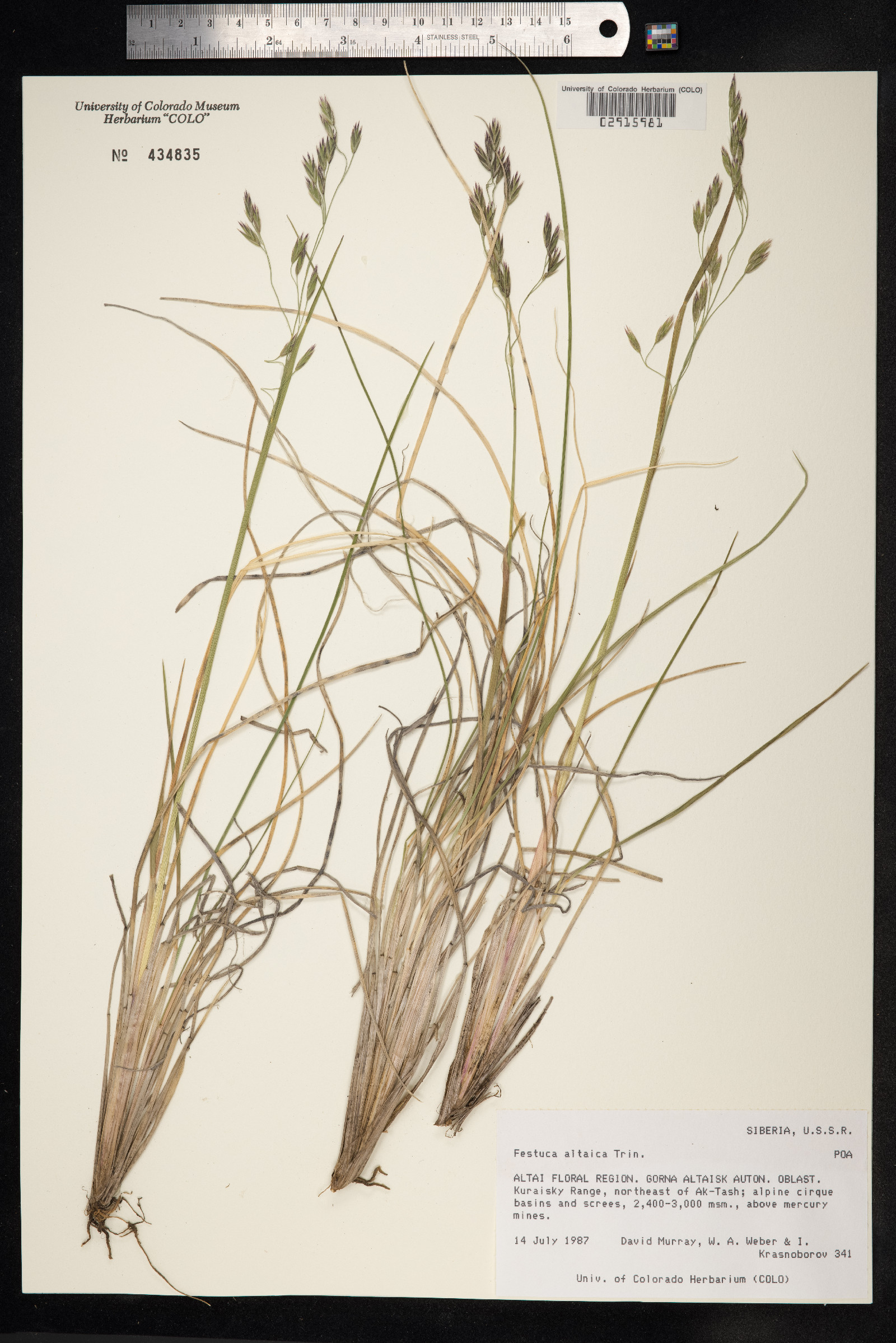 Festuca altaica image