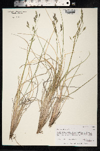 Festuca altaica image