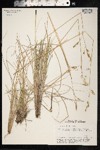 Festuca altaica image