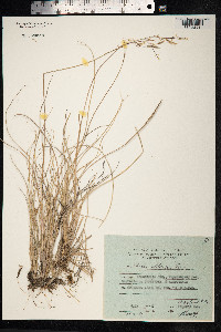 Festuca altaica image