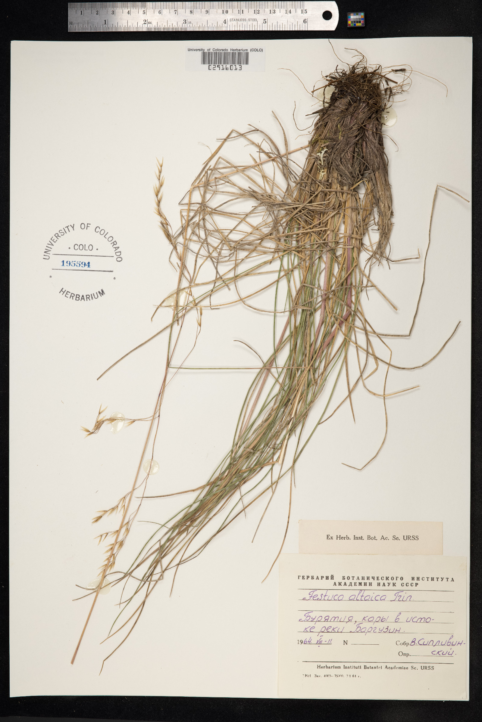 Festuca altaica image