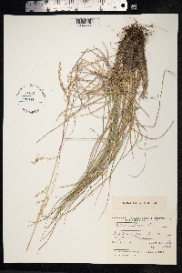 Festuca altaica image