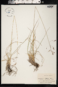Festuca altaica image