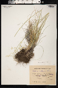 Festuca altaica image