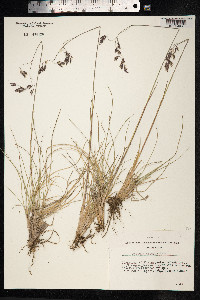 Festuca altaica image