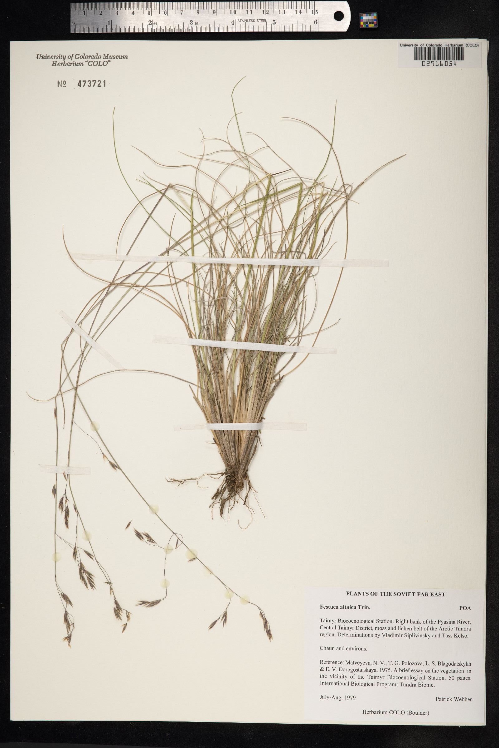 Festuca altaica image