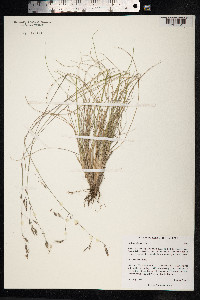 Festuca altaica image