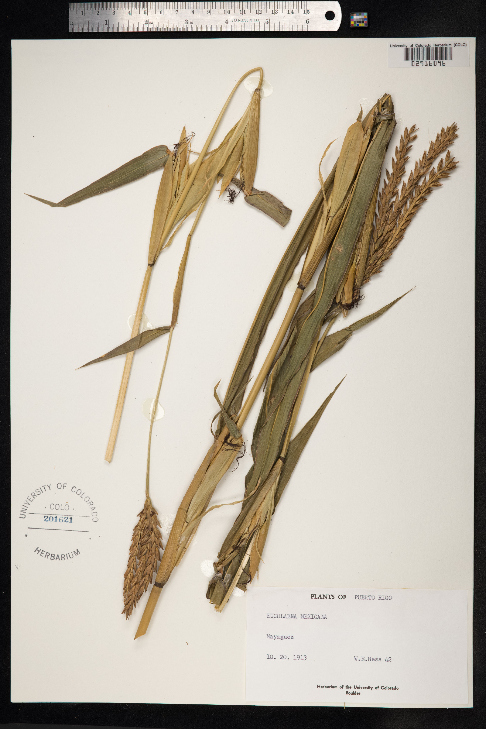 Zea mays ssp. mexicana image