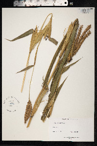 Zea mays image