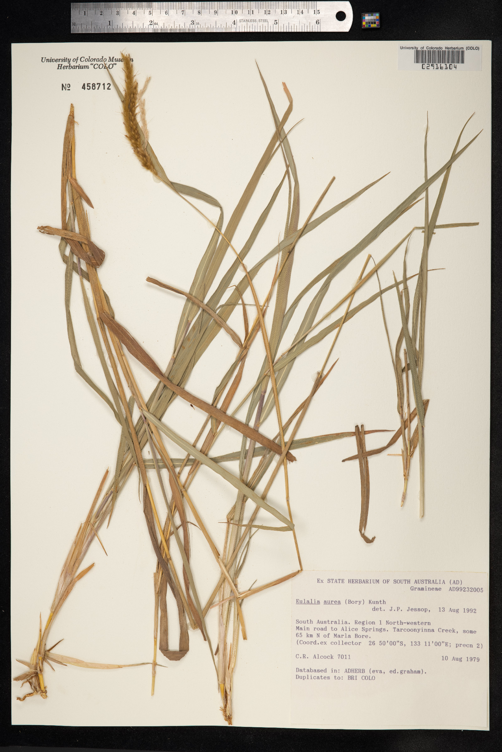 Eulalia aurea image