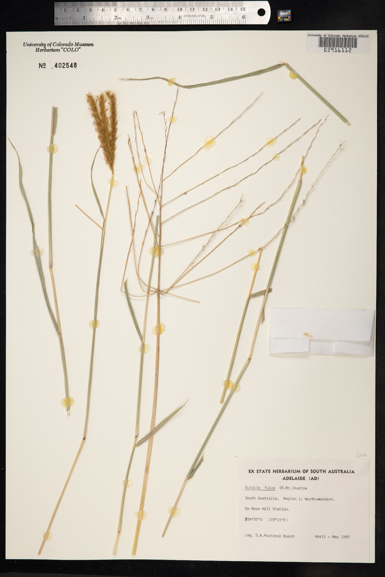 Eulalia aurea image