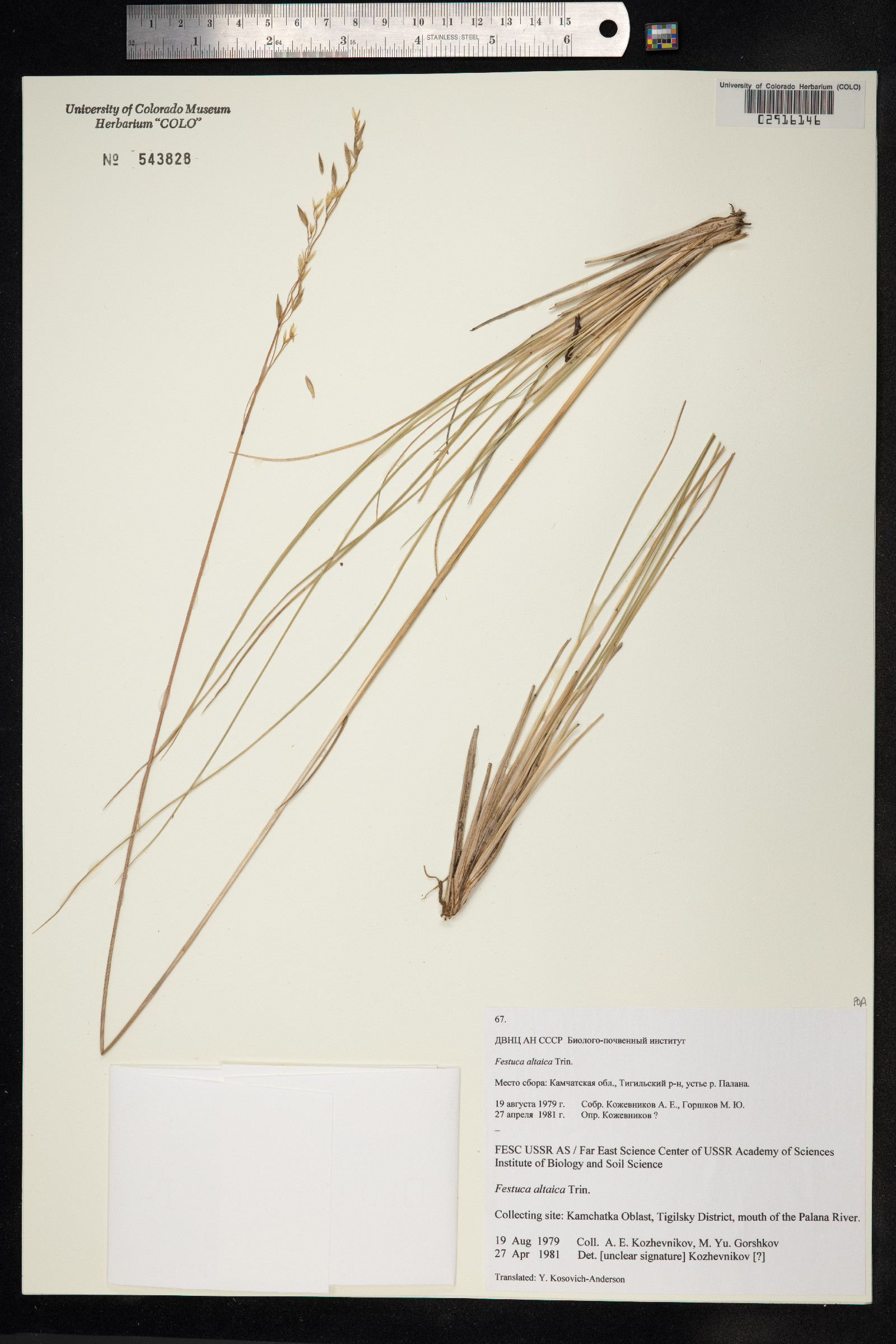 Festuca altaica image