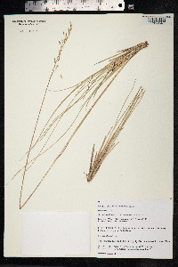 Festuca altaica image