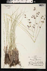 Festuca altaica image