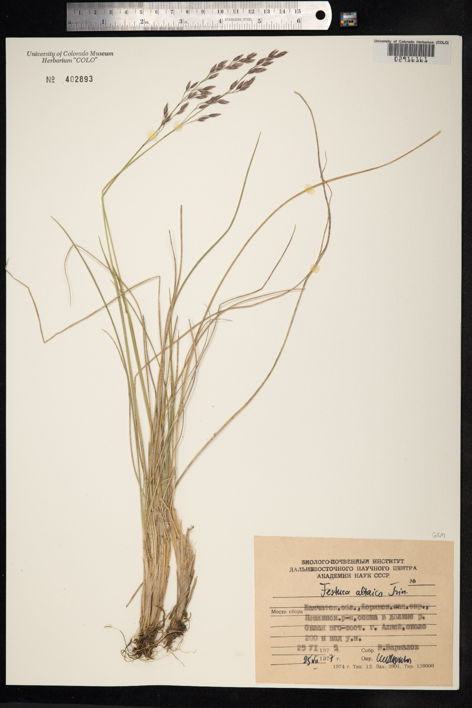 Festuca altaica image