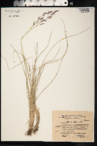 Festuca altaica image