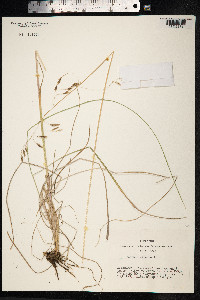 Festuca altaica image