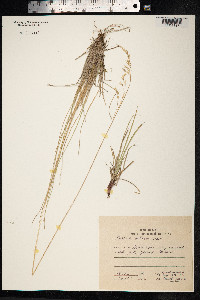Festuca altaica image