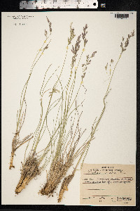 Festuca altaica image