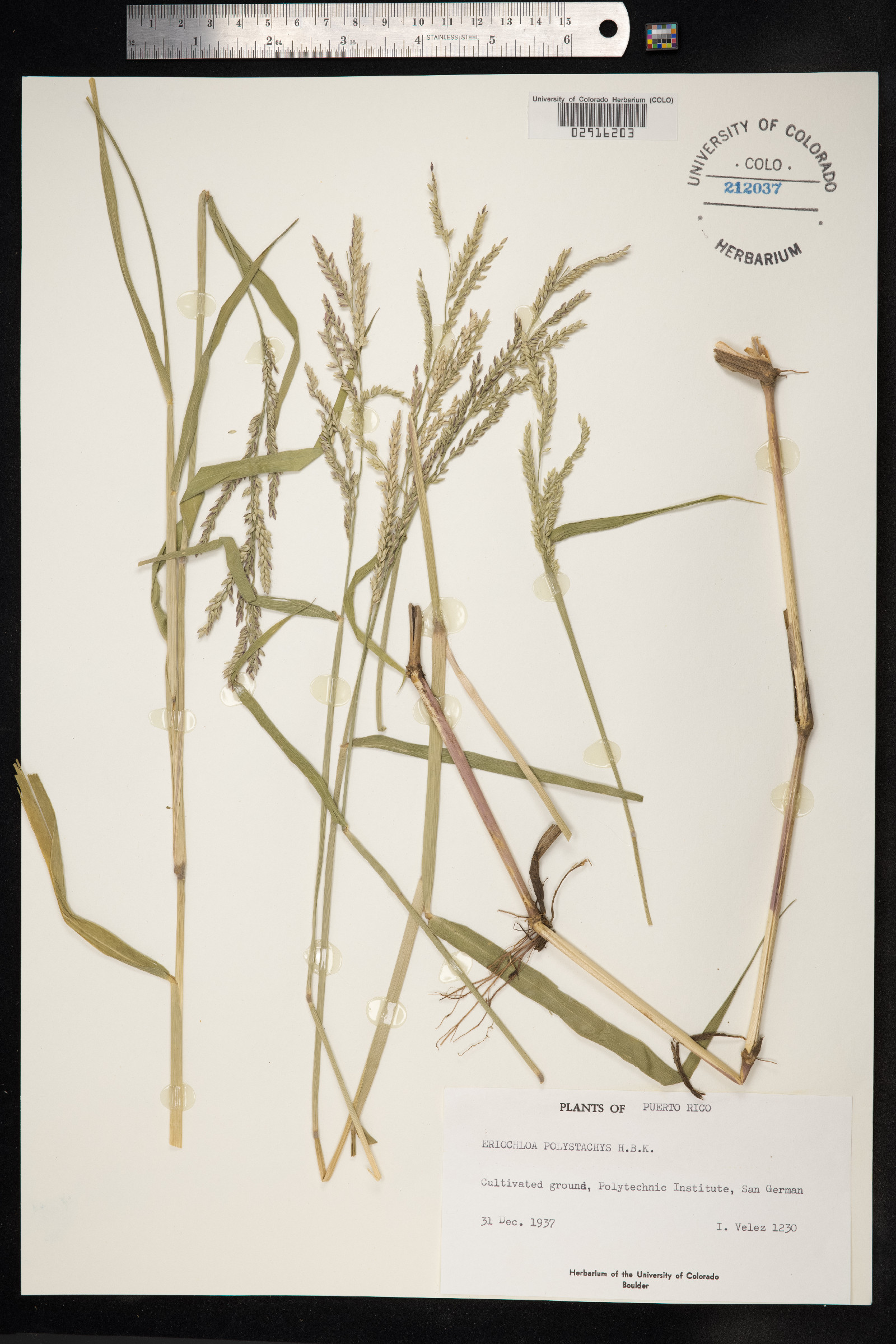 Eriochloa polystachya image