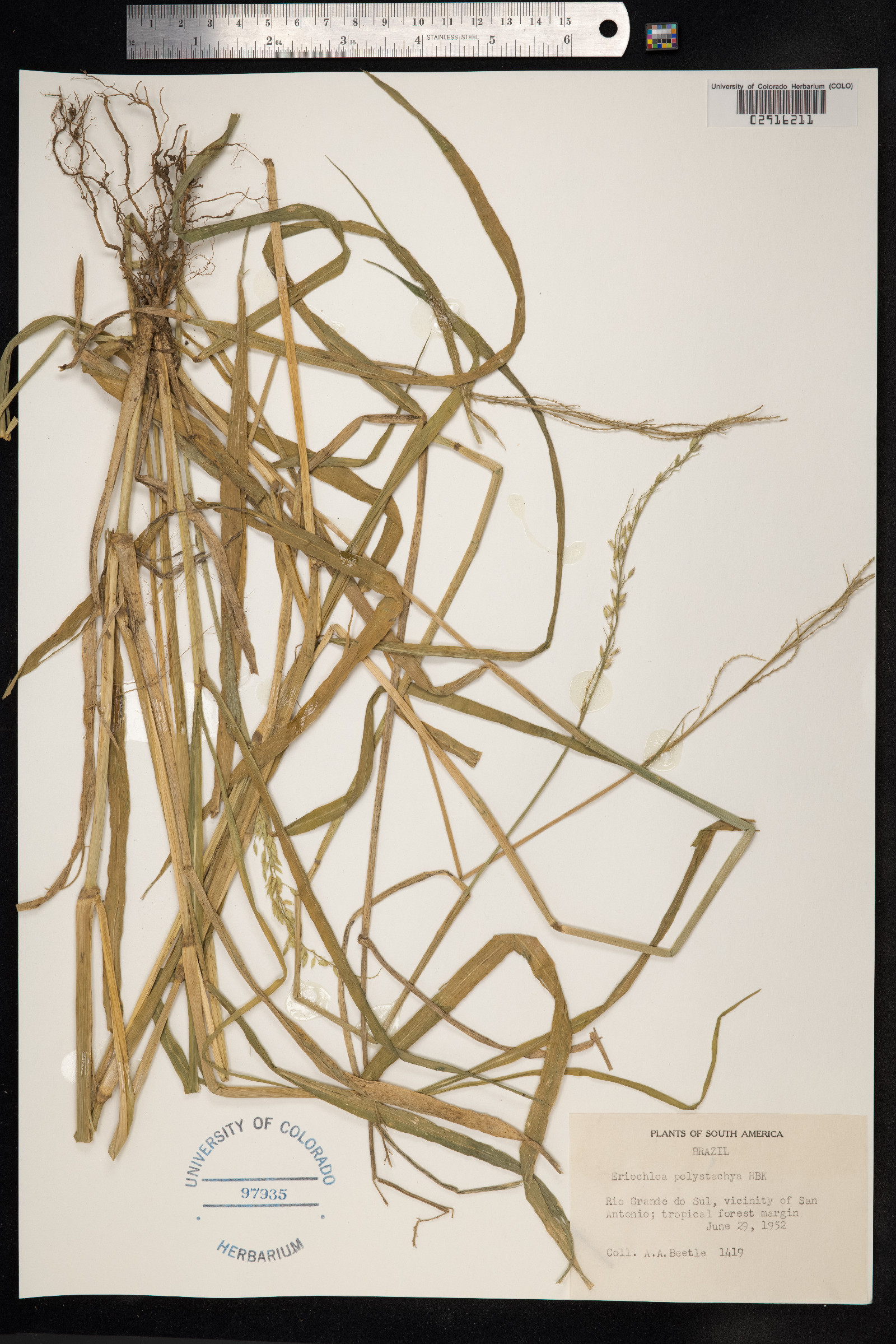 Eriochloa polystachya image