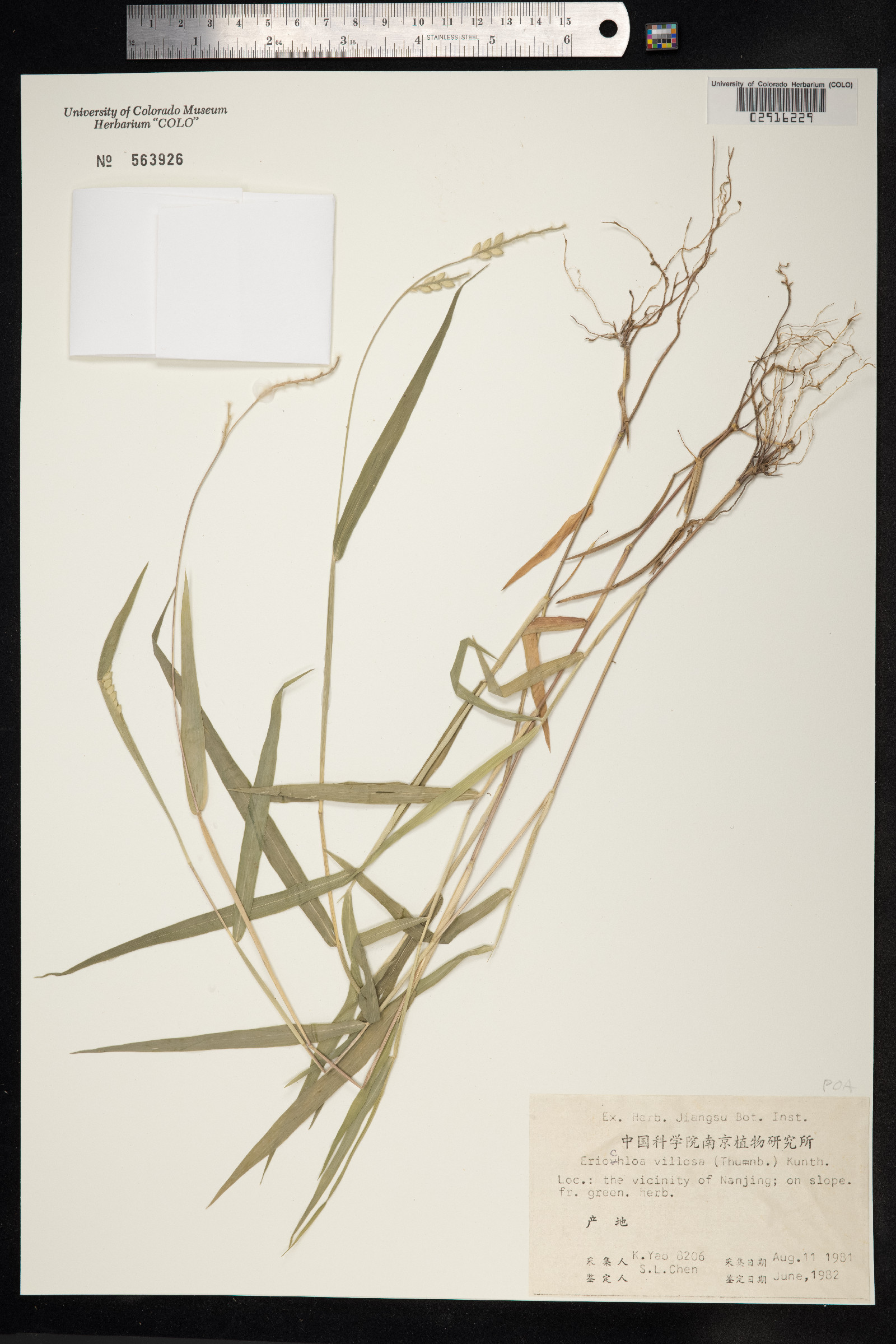 Eriochloa villosa image