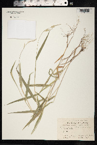 Eriochloa villosa image