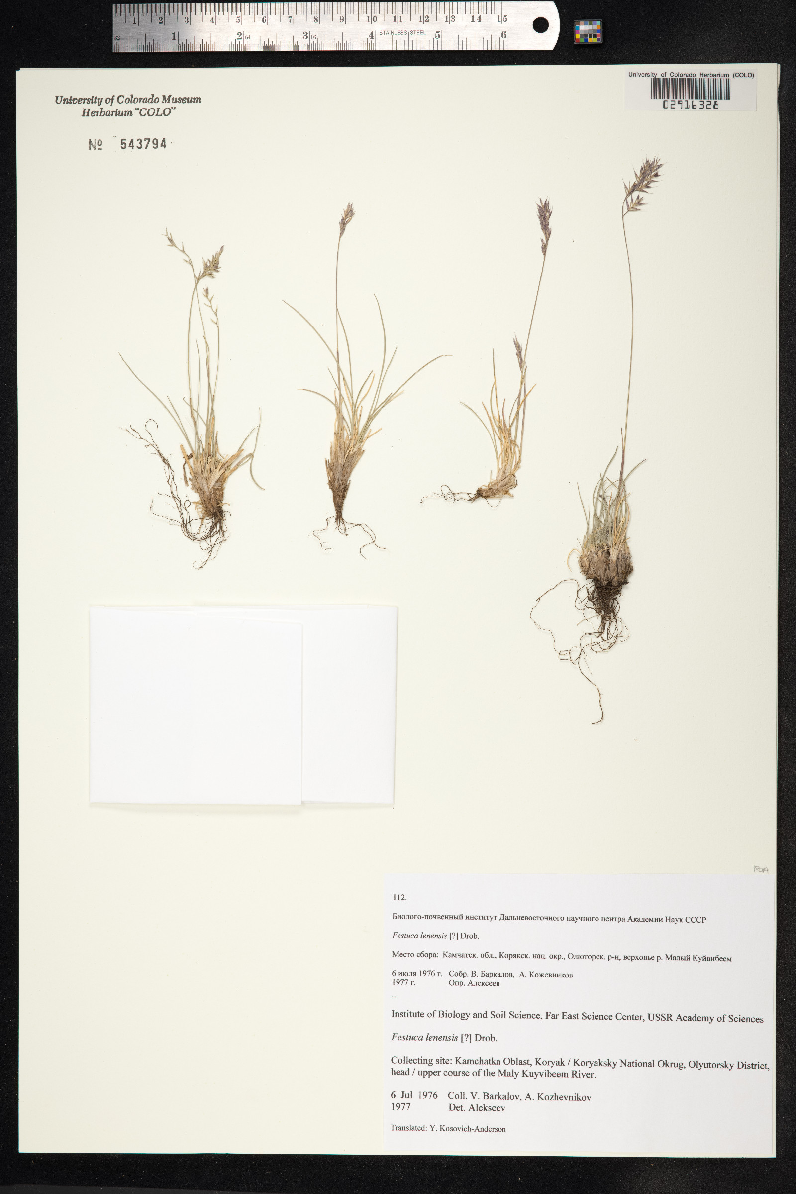 Festuca lenensis image