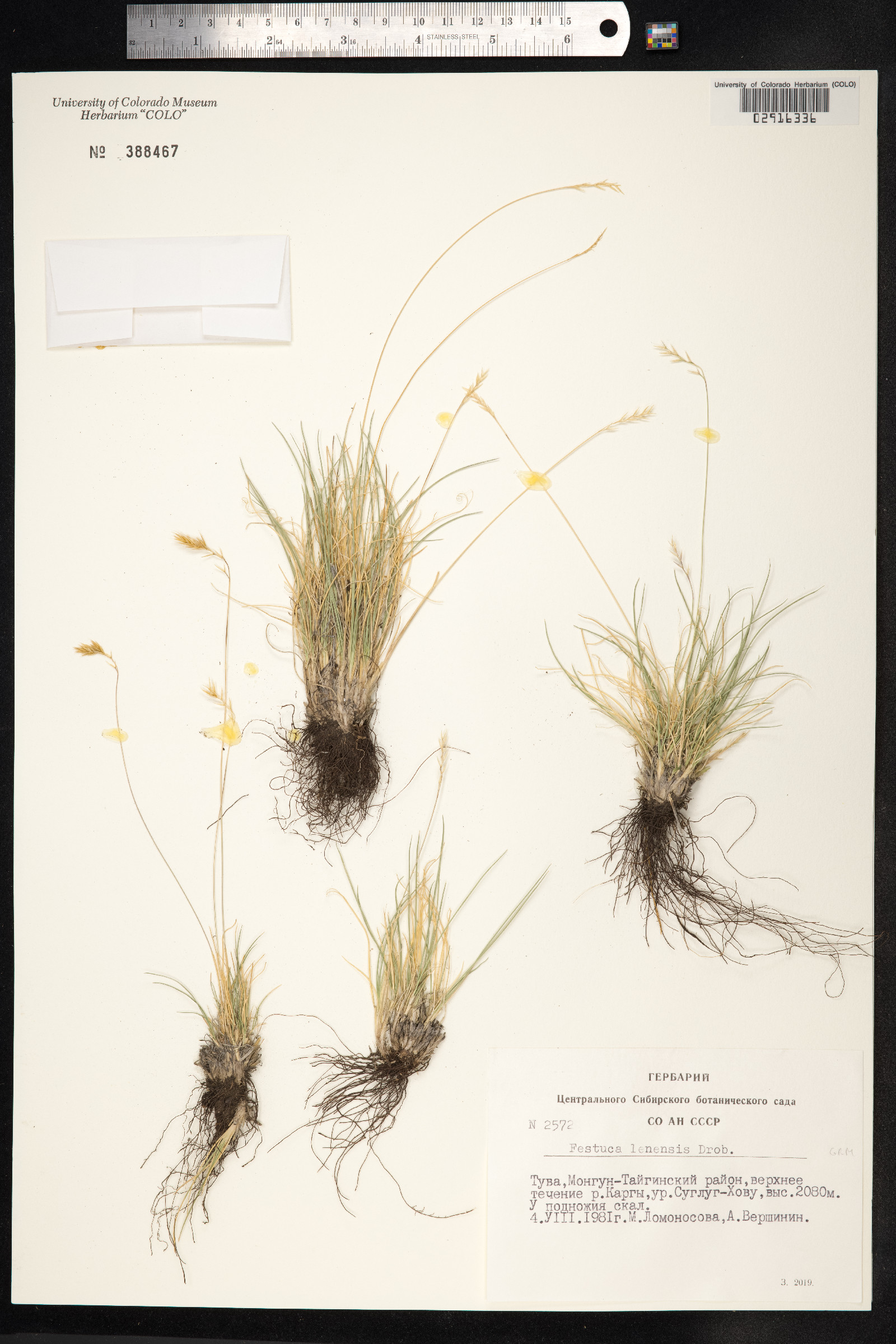 Festuca lenensis image