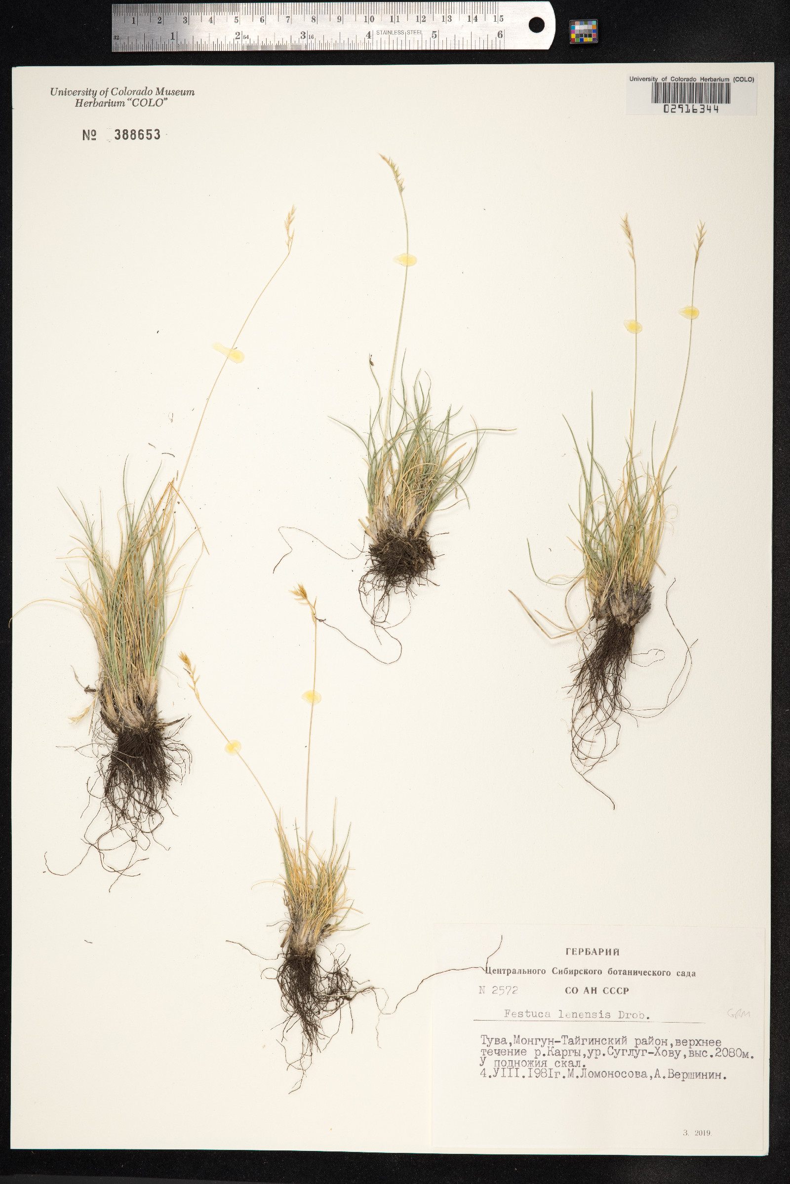 Festuca lenensis image