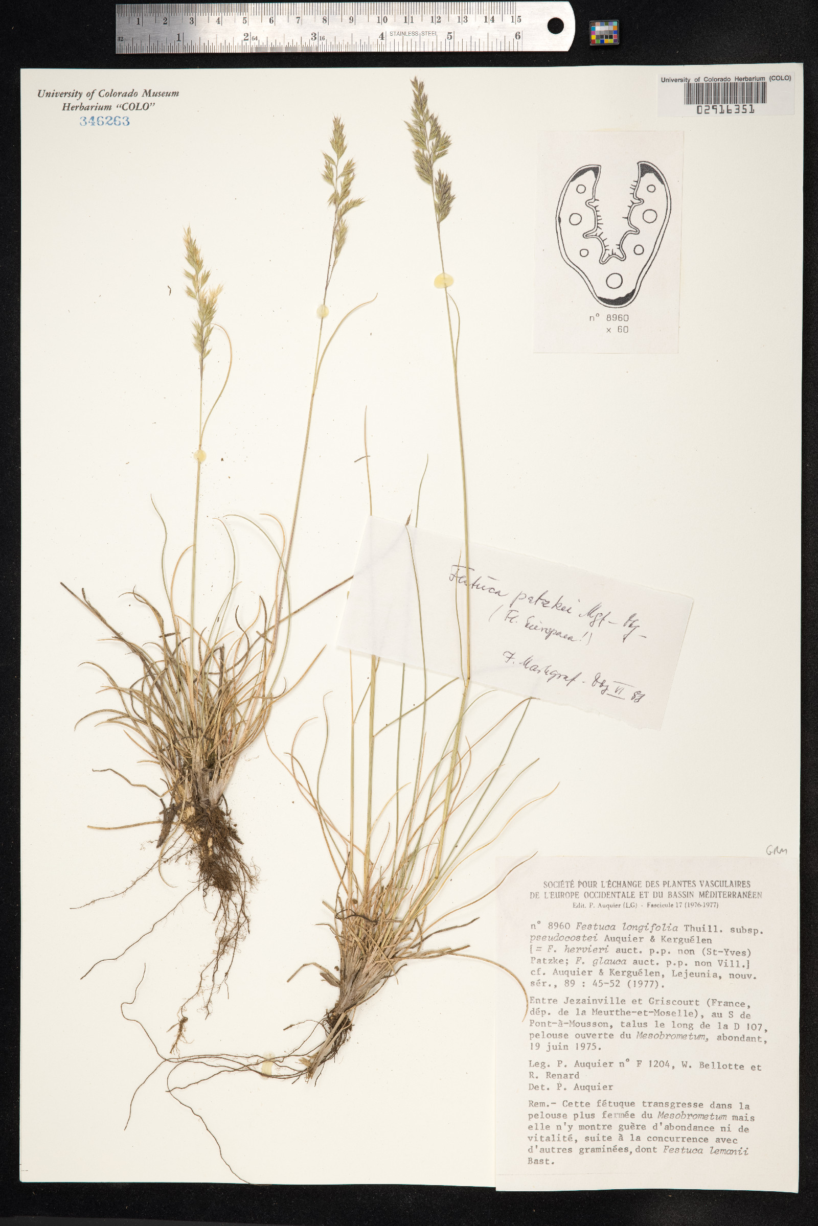 Festuca trachyphylla image