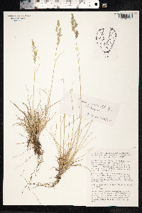 Festuca trachyphylla image