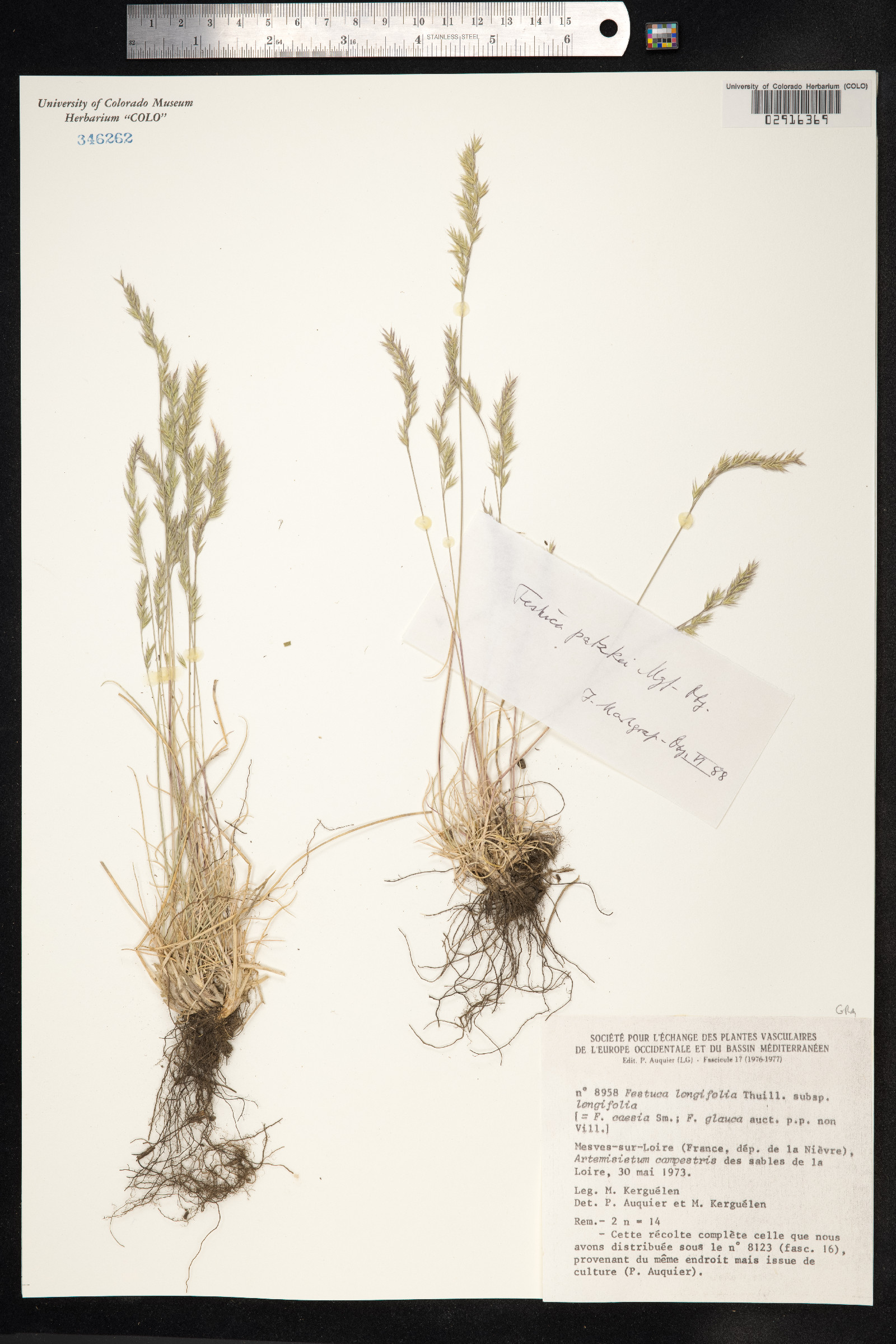 Festuca trachyphylla image