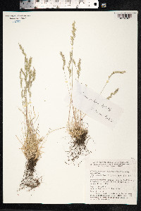 Festuca trachyphylla image