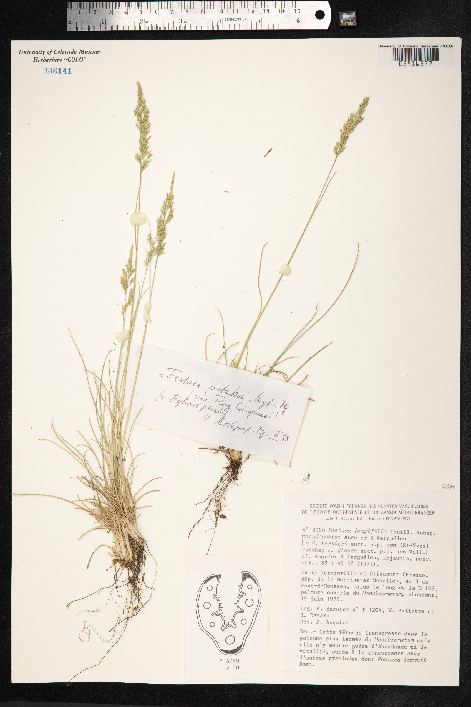 Festuca trachyphylla image