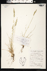 Festuca trachyphylla image