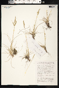 Festuca trachyphylla image